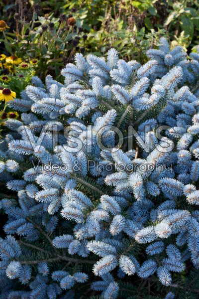 Picea pungens Glauca Globosa