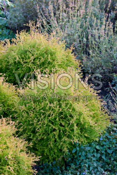 Thuja occidentalis Fire Chief