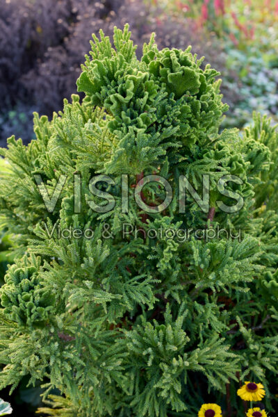 Cryptomeria japonica Serama Cryptomeria japonica Serama