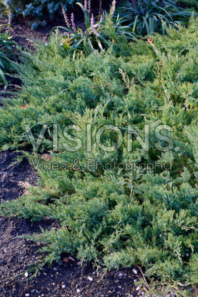 Juniperus davurica Leningrad