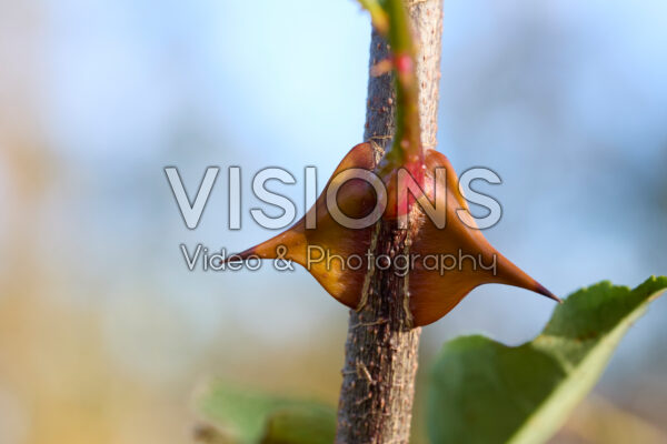 Zanthoxylum simulans doorn Zanthoxylum simulans doorn
