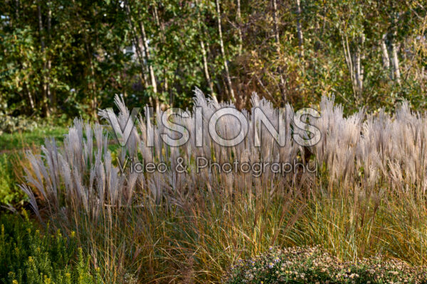 Miscanthus