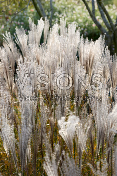 Miscanthus