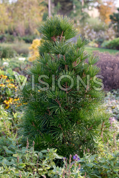 Sciadopitys verticillata Joe Kozey