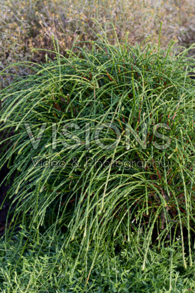 Thuja plicata Whipcord Thuja plicata Whipcord