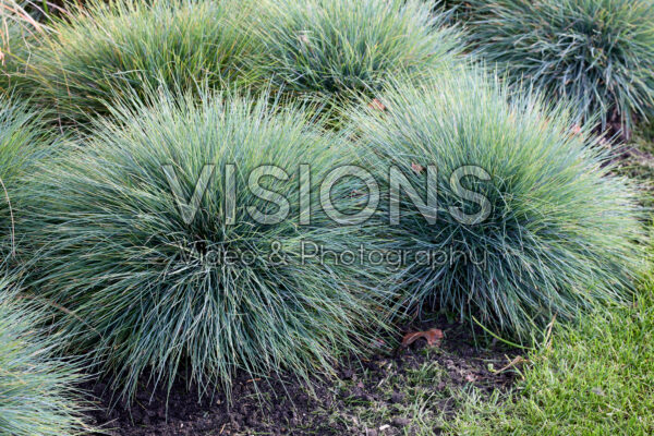 Festuca glauca Azurit Festuca glauca Azurit