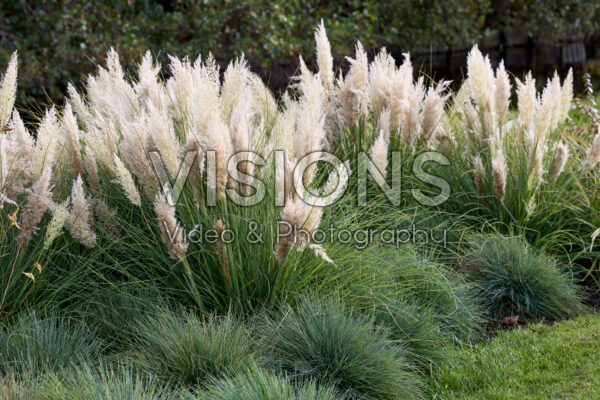 Cortaderia selloana Tiny Pampa Cortaderia selloana Tiny Pampa
