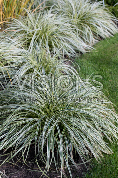Carex Feather Falls