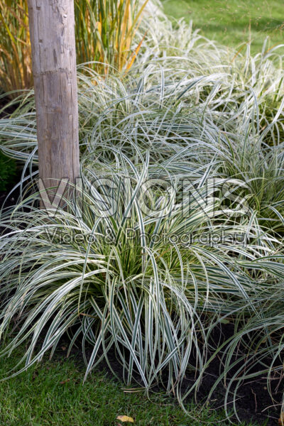 Carex Feather Falls