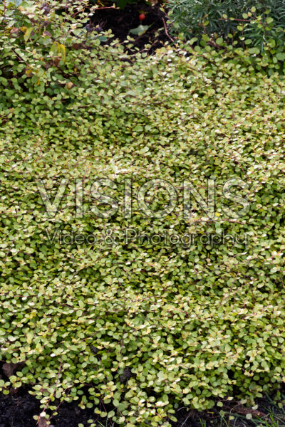 Muehlenbeckia Muehlenbeckia