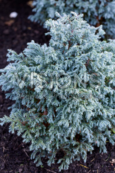 Chamaecyparis pisifera Blue Planet