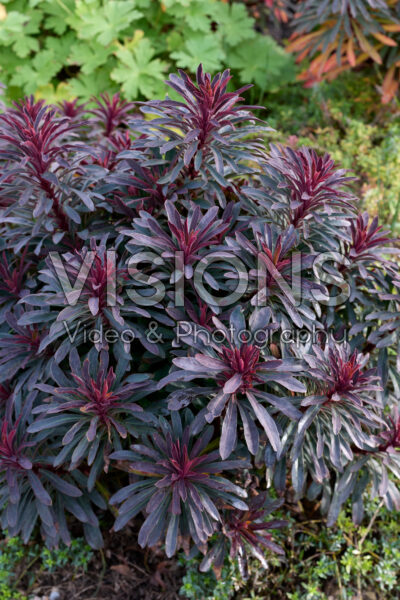 Euphorbia Miner's Merlot