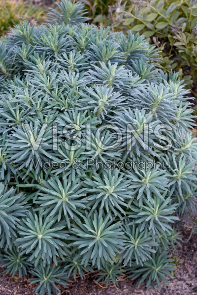 Euphorbia