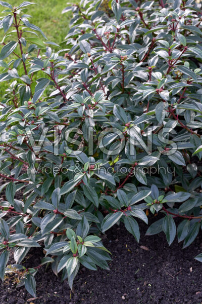 Viburnum Yin™ Viburnum Yin™