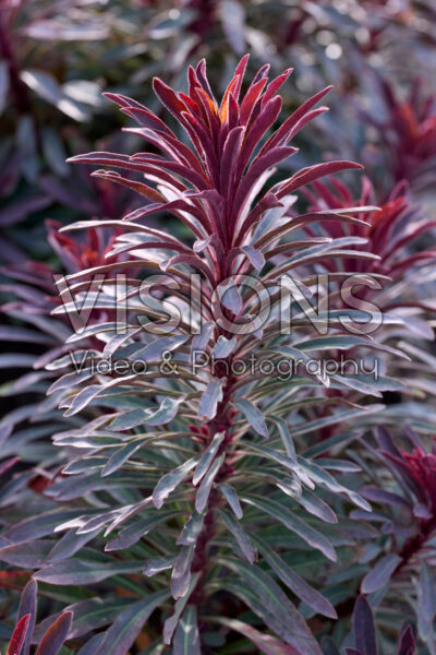 Euphorbia Miner's Merlot