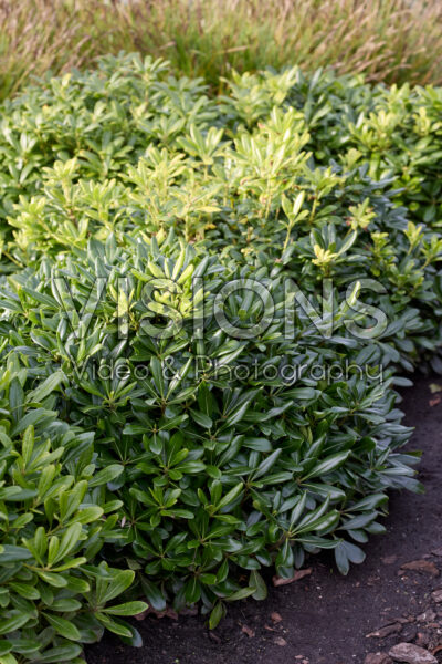 Pittosporum tobira Nanum