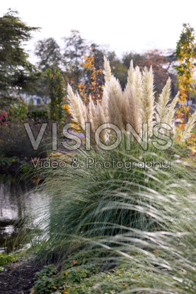 Cortaderia selloana Pumila