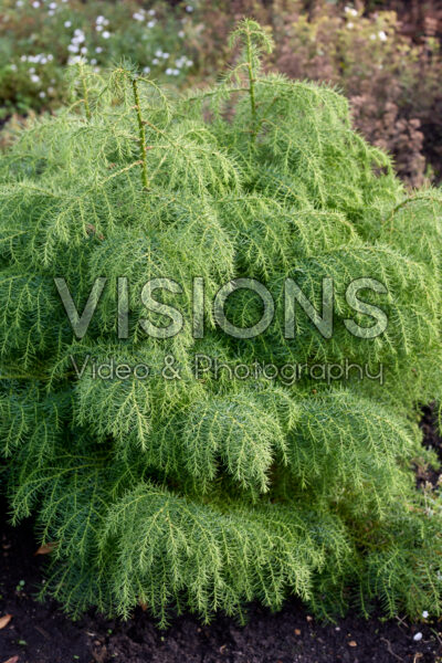 Cryptomeria japonica Elegans Viridis Cryptomeria japonica Elegans Viridis