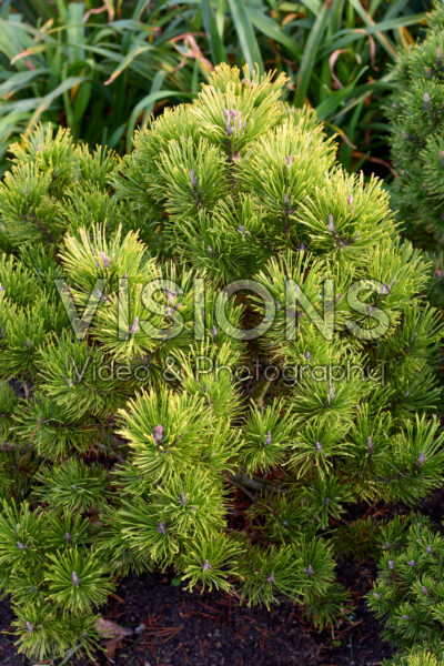 Pinus mugo Winter Gold