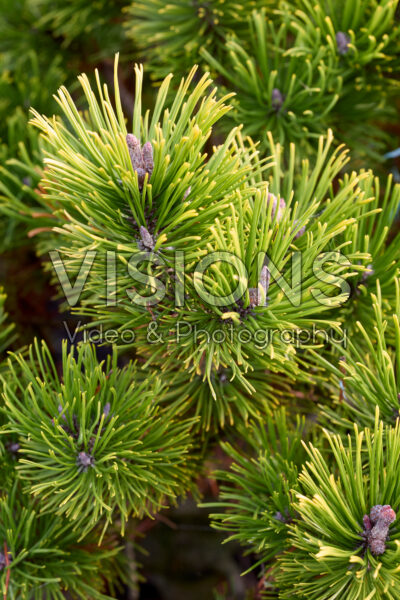 Pinus mugo Winter Gold