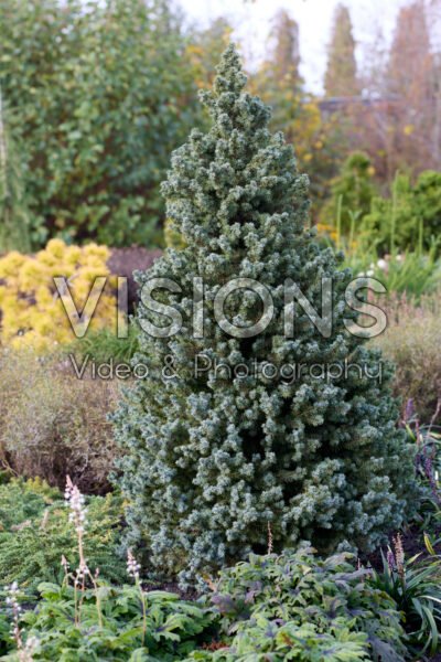 Picea glauca Sander's Blue