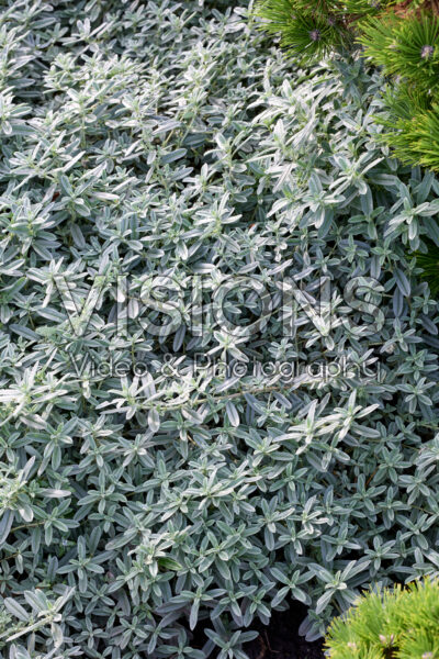 Helianthemum The Bride