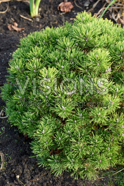 Pinus mugo Grüne Kugel