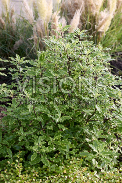 Pittosporum eugenioides