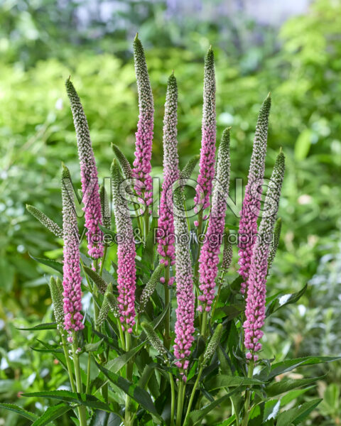 Veronica Clea Roswitha Veronica Clea Roswitha