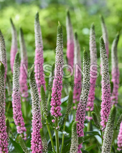 Veronica Clea Roswitha