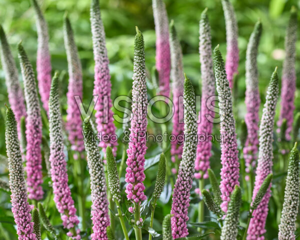 Veronica Clea Roswitha