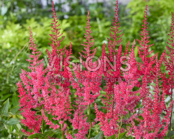 Astilbe Else Schluck Astilbe Else Schluck