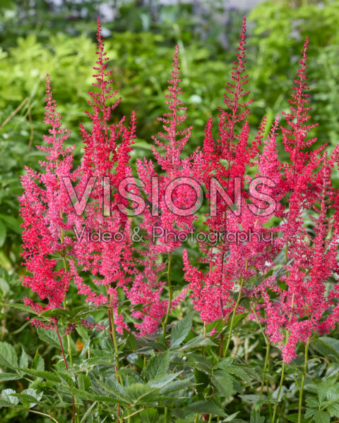 Astilbe Else Schluck Astilbe Else Schluck