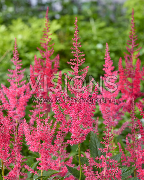 Astilbe Else Schluck