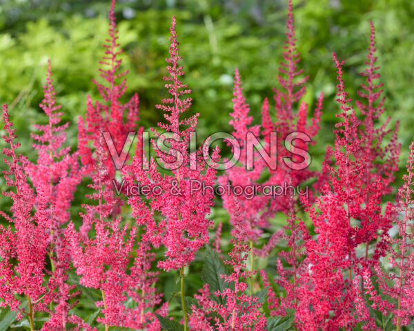 Astilbe Else Schluck