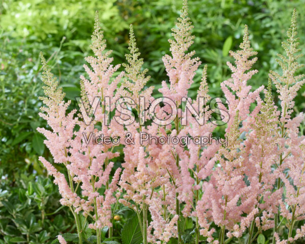Astilbe Vision Inferno