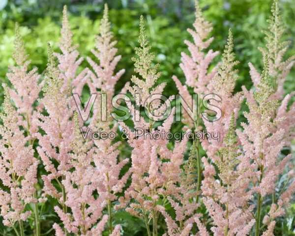 Astilbe Vision Inferno