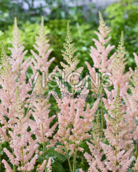Astilbe Vision Inferno