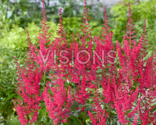 Astilbe Paul Gaarder