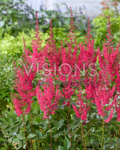 Astilbe Paul Gaarder