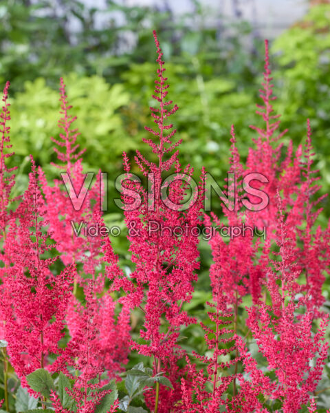 Astilbe Paul Gaarder