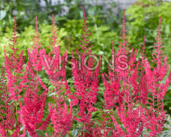 Astilbe Paul Gaarder
