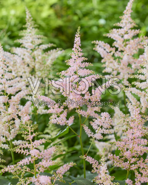 Astilbe Europa