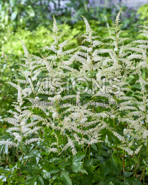 Astilbe Washington