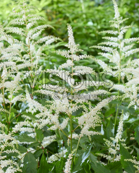 Astilbe Washington