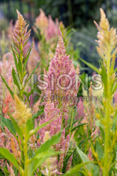 Celosia Shimmer Celosia Shimmer