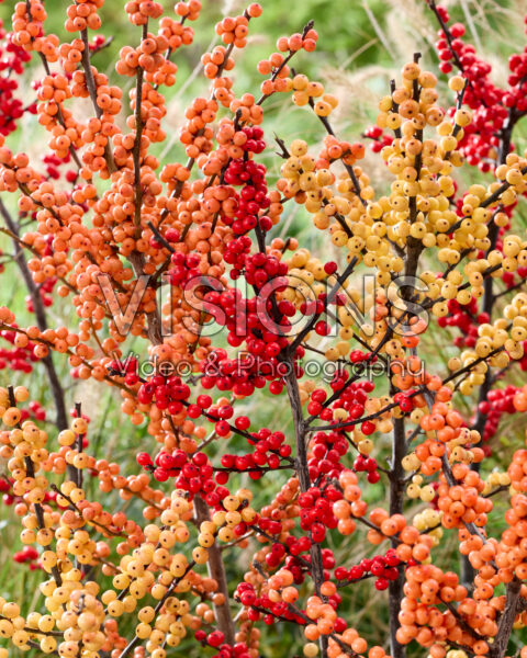 Ilex verticillata mixed