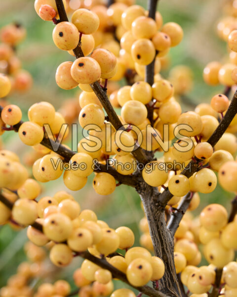 Ilex verticillata Cresgold