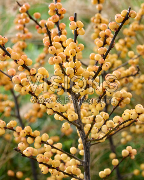 Ilex verticillata Cresgold