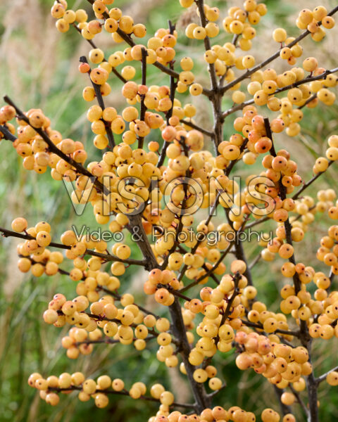 Ilex verticillata Cresgold